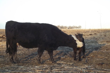 Simmental cow and calf