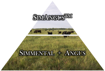 Why SimAngus Genetics