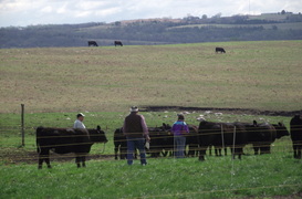 Sunflower Genetics custmers inspecting cattle for sale